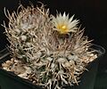 Turbinicarpus schmiedickeanus ssp. flaviflorus, Santa Rita, S.L.P.