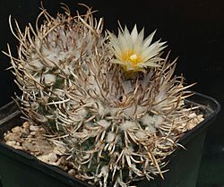 Turbinicarpus schmiedickeanus ssp. flaviflorus, Santa Rita, S.L.P..JPG