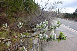 Undergreen Willow (18940729446).jpg