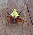 Verrucosa arenata - Arrowhead Spider-3