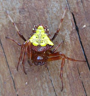 Verrucosa arenata - Arrowhead Spider-3.JPG