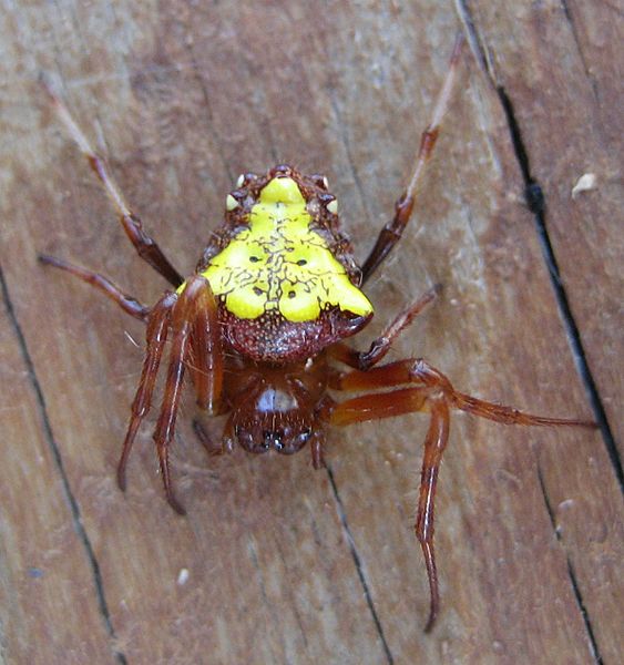 Verrucosa arenata - Arrowhead Spider-3