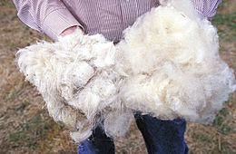 Archivo:Wool.www.usda.gov