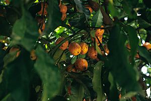 Archivo:Árbol de Achachairu (Garcinia humilis)