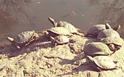 9 Central Park turtles basking on a rock