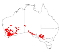 Acacia acanthocladaDistMap6