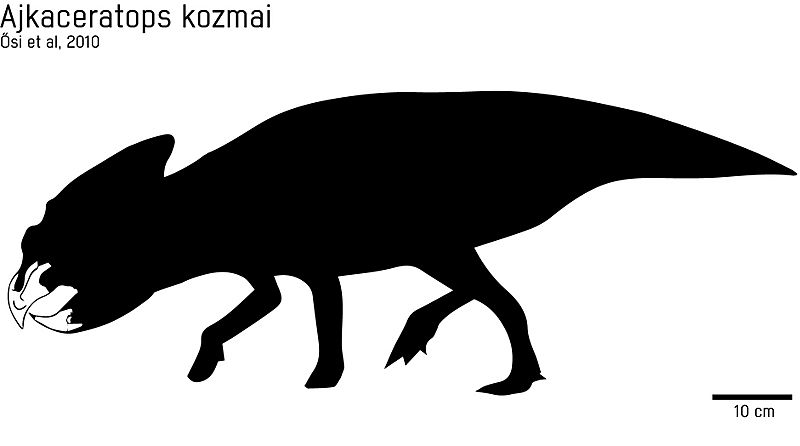 Ajkaceratops holotipo