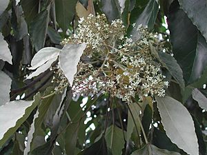 Archivo:Aleurites moluccana flower4