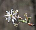 Amelanchier arborea sarvis close