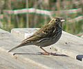 Anthus pratensis 1
