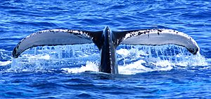 Archivo:Baleine à bosse. Un mâle chanteur sonde. Réserve Naturelle Nationale de Saint-Barthélemy