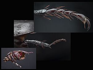Archivo:Beetle leg
