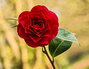 Bloem van een Camellia × williamsii 'Roger Hall'. 20-04-2021 (actm.) 01