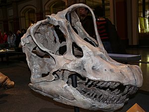 Archivo:BrachiosaurusP1060062