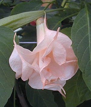 Archivo:Brugmansia bianca rose