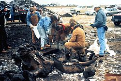 Archivo:Burning Tree Mastodon excavation (mid-December 1989), Burning Tree Golf Course, Heath, east-central Ohio
