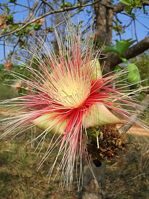 Archivo:Careya arborea 2