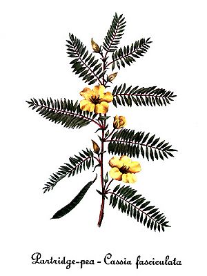 Archivo:Cassia fasciculata, by Mary Vaux Walcott