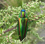 Archivo:Chrysochroa fulgidissima (Tamamushi) In Nature