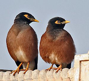 Archivo:Common Mynas- Display at Hodal I Picture 0051