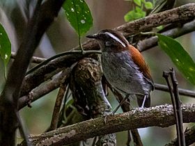 Conopophaga melanogaster - Black-bellied Gnateater (female); Carajás National Forest, Pará, Brazil 01.jpg