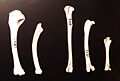 Coturnix gomerae limb bones