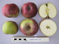 Cross section of Winesap, National Fruit Collection (acc. 1951-103).jpg