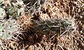 Cylindropuntia prolifera detalle