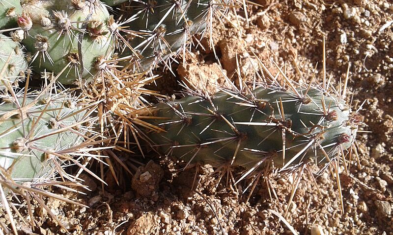 Cylindropuntia prolifera detalle
