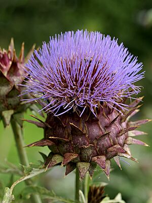 Archivo:Cynara cardunculus (Kalmthout)