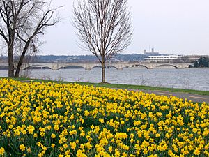Archivo:Daffodils in Lady Bird Johnson Memorial Park - 2011