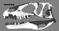 Dubreuillosaurus reconstructed skull