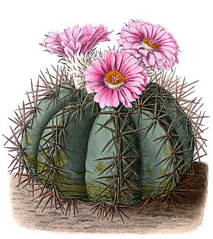 Archivo:Echinocactus horizonthalonius BlKakteenT117