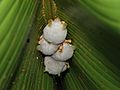 Ectophylla alba Costa Rica