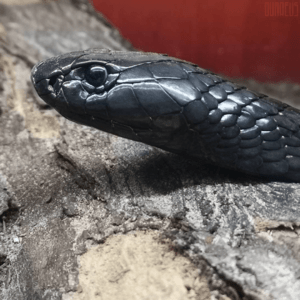 Archivo:Egyptian Cobra (Ouraeus) - Head