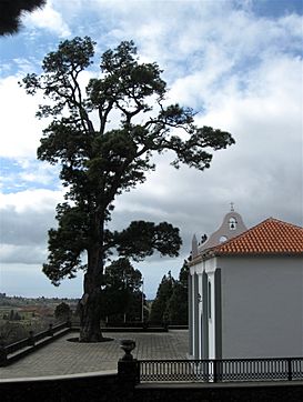 Ermita Pino de la Virgen El Paso La Palma-6.jpg