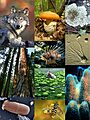 Eukaryota diversity 1
