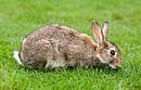 European Rabbit, Lake District, UK - August 2011.jpg