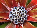 Fascicularia bicolor (hozdiamant) 001