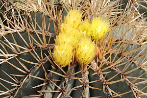 Archivo:Ferocactus glaucescens pm