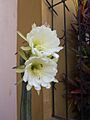 Fleur de cierge du Pérou