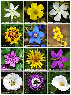 Flower poster 2.jpg