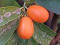Fortunella (kumquat) 14