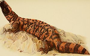 Archivo:Gila monster - Animaux venimeux et venins, 1922 (18172980816)