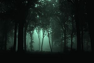 Archivo:Gloomy Forest