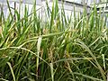 Goldenrice