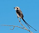 Archivo:Gubernetes yetapa -Piraju, Sao Paulo, Brazil-8