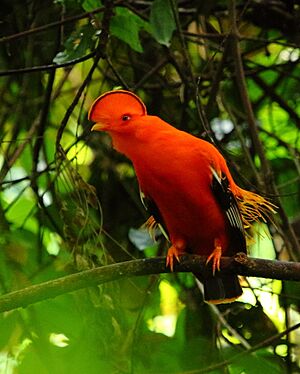 Archivo:Guianan cock-of-the-rock (Rupicola rupicola) Iwokrama (16674569850)