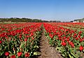 Halfweg, veld met rode tulpen IMG 8991 2021-04-27 12.37