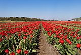 Halfweg, veld met rode tulpen IMG 8991 2021-04-27 12.37